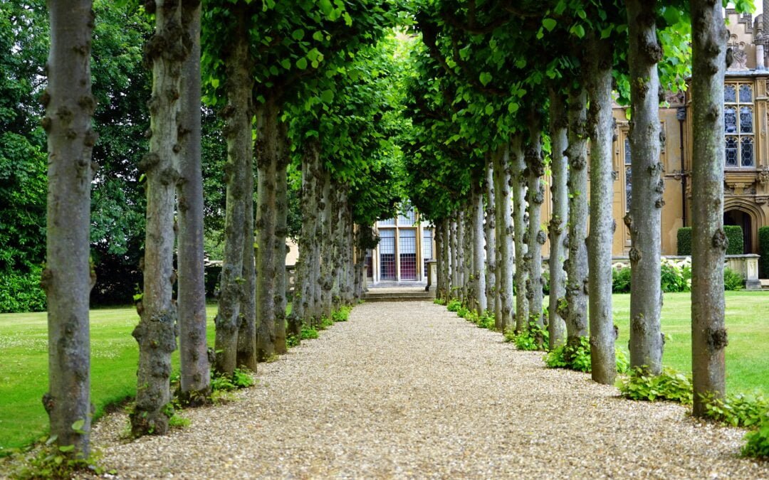 The Ultimate Guide to Creating a Low-Maintenance Garden in Murray, Utah